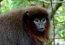 Jumpers vagy titi - monkey dél-amerika